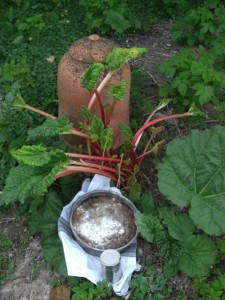 Is Winter over? (Rhubarb muffins)